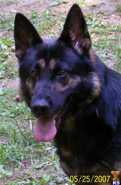 German Shepherd